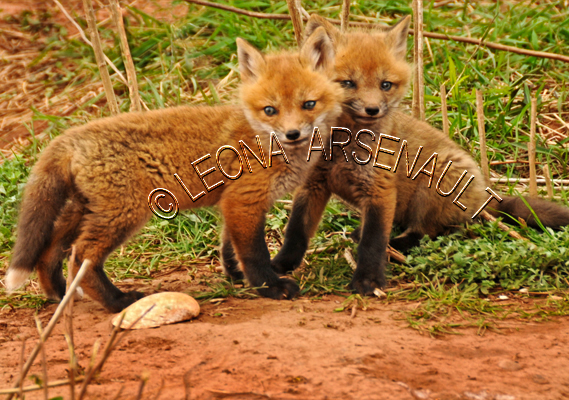 RED FOXES;FOXES;ANIMALS;MAMMALS;WILDLIFE;CARNIVORES;VULPES;SIBLINGS;CUBS;BABIES;LAND MAMMALS;